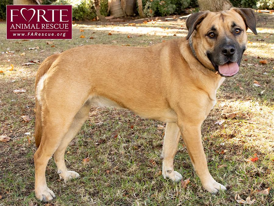 Josie, a Adoptable mixed breed in Marina Del Rey, CA image 4/6