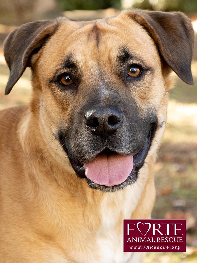 Josie, Adoptable, Young Female Labrador Retriever & Belgian Shepherd / Malinois.