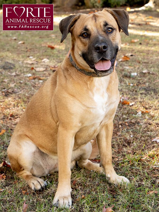 Josie, a Adoptable mixed breed in Marina Del Rey, CA image 6/6