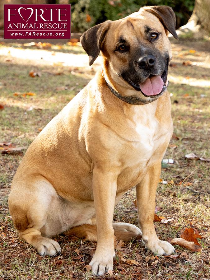 Josie, a Adoptable mixed breed in Marina Del Rey, CA image 3/6