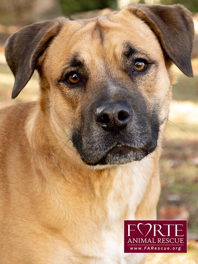 Josie, a Adoptable mixed breed in Marina Del Rey, CA image 5/6