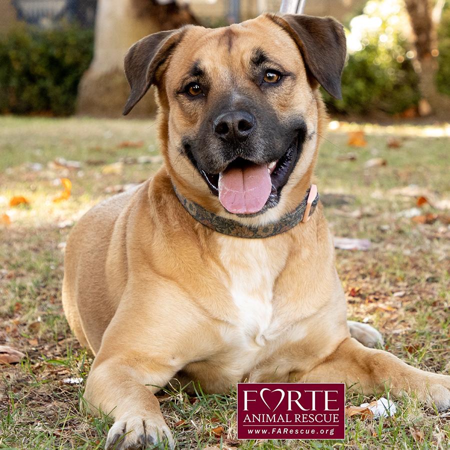 Josie, a Adoptable mixed breed in Marina Del Rey, CA image 2/6