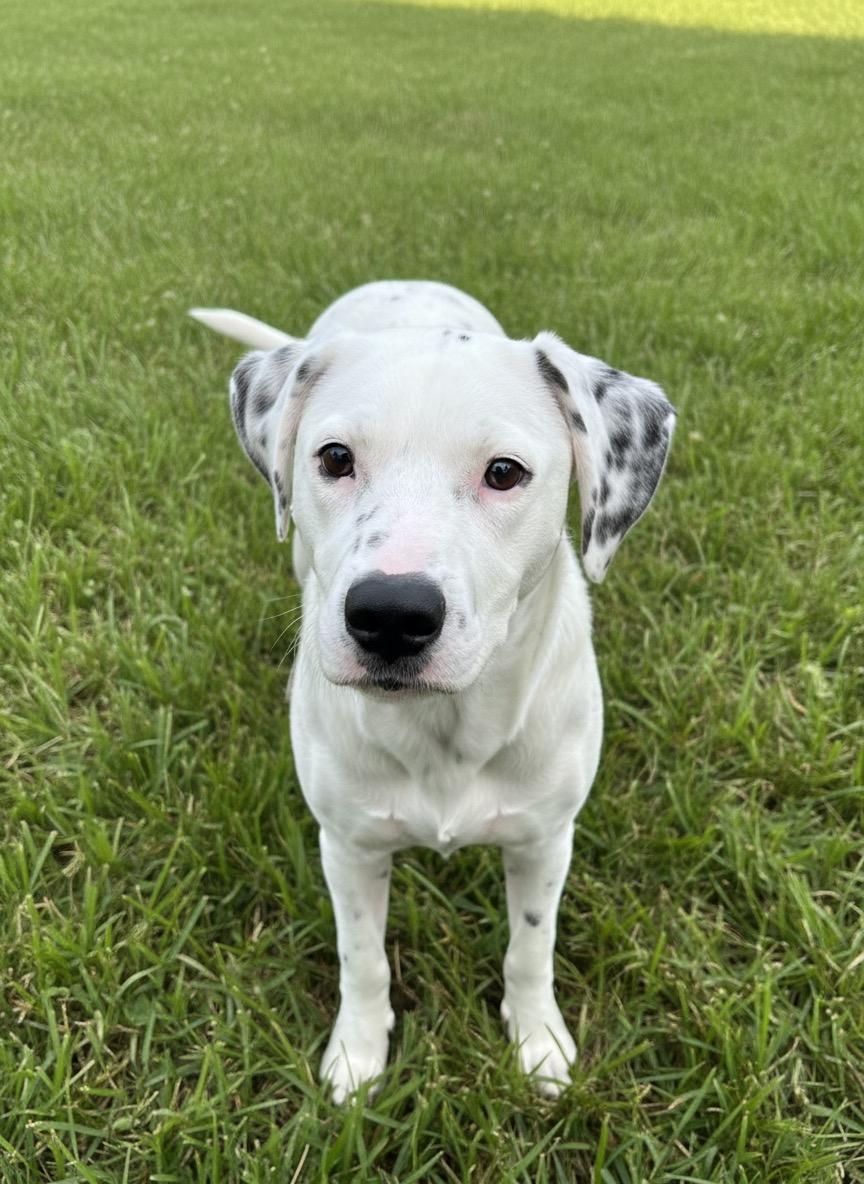 Enlarge Cooper, a ADOPTABLE mixed breed in Hillsdale, NY image 1/4