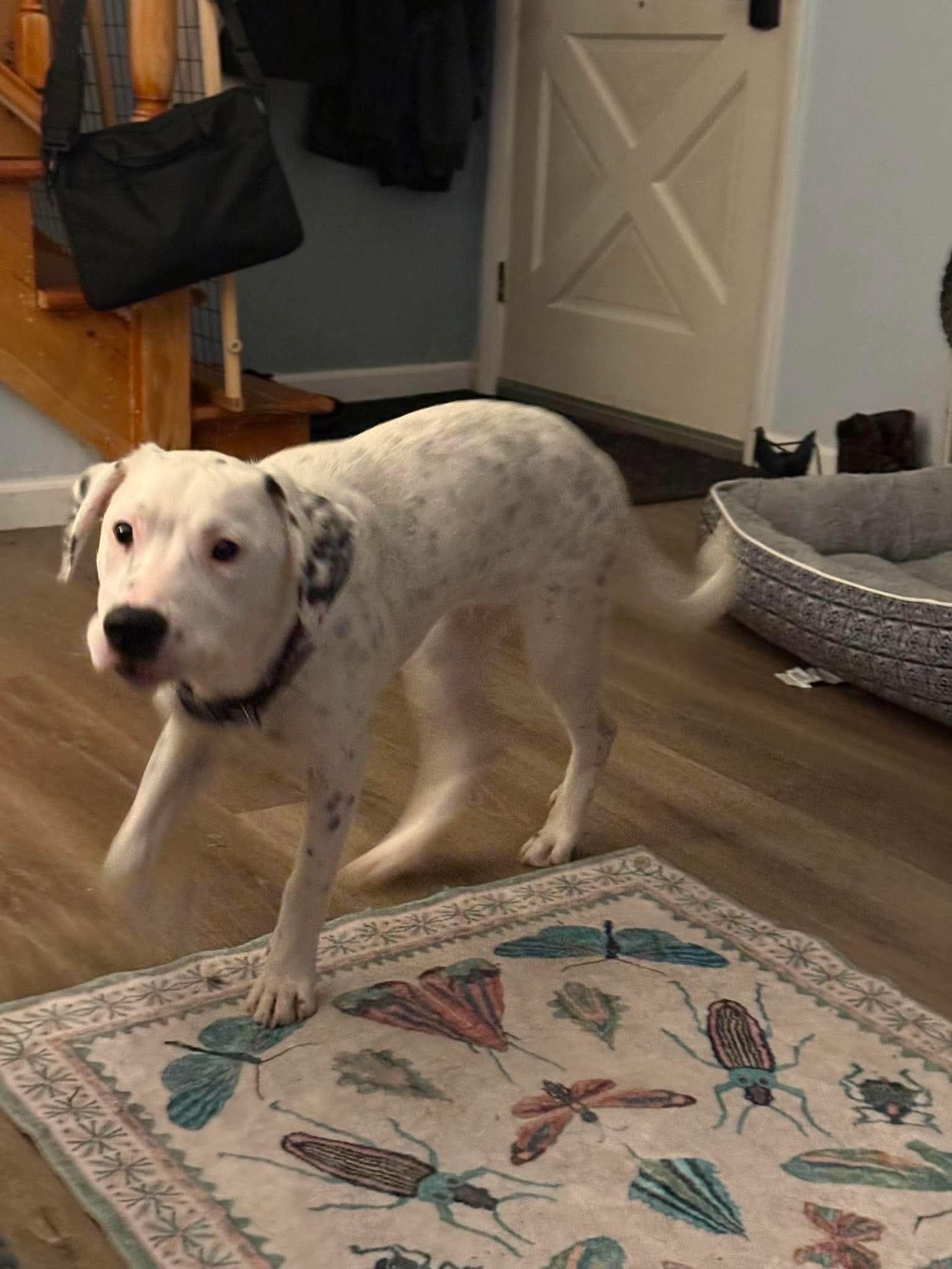 Enlarge Cooper, a ADOPTABLE mixed breed in Hillsdale, NY image 2/4