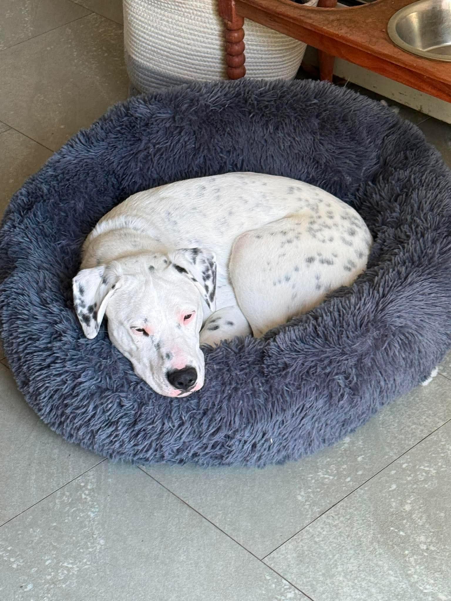 Enlarge Cooper, a ADOPTABLE mixed breed in Hillsdale, NY image 3/4