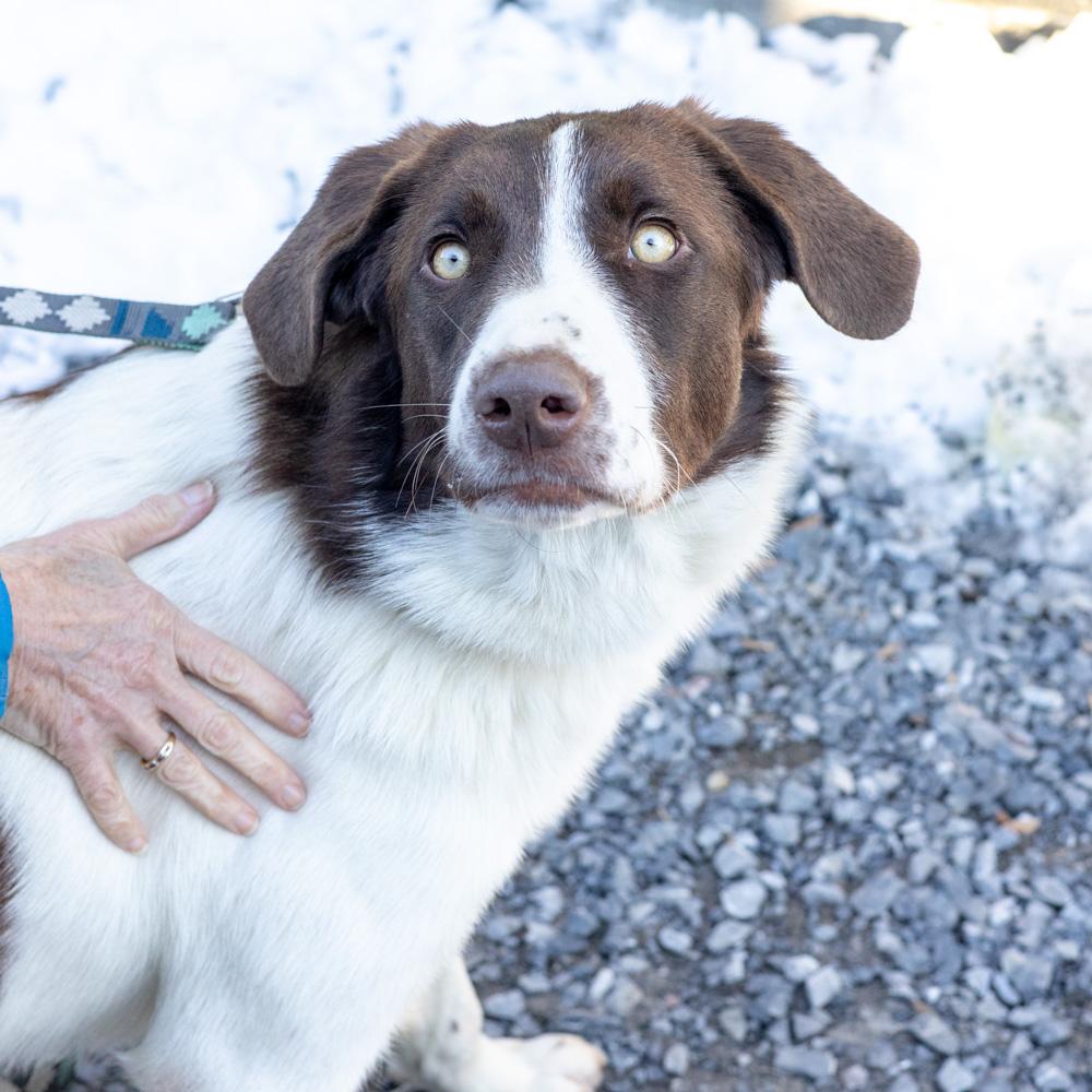 Enlarge Elsa (Female) , a Adoptable mixed breed in West Grove, PA image 1/5