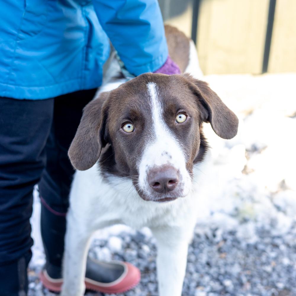 Enlarge Elsa (Female) , a Adoptable mixed breed in West Grove, PA image 5/5