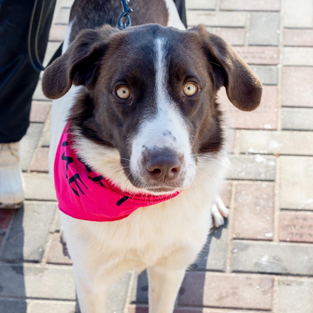 Enlarge Elsa (Female) , a Adoptable mixed breed in West Grove, PA image 5/6