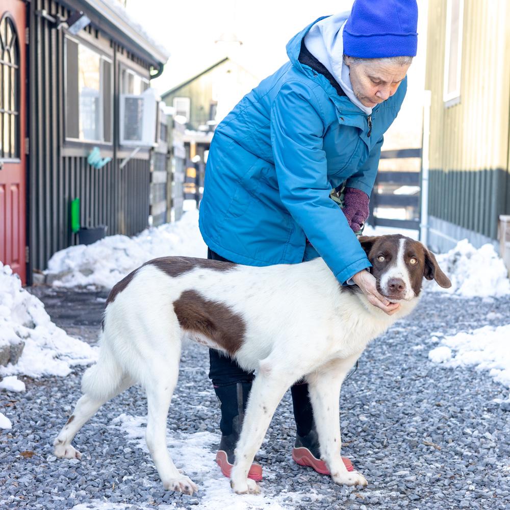 Enlarge Elsa (Female) , a Adoptable mixed breed in West Grove, PA image 4/5