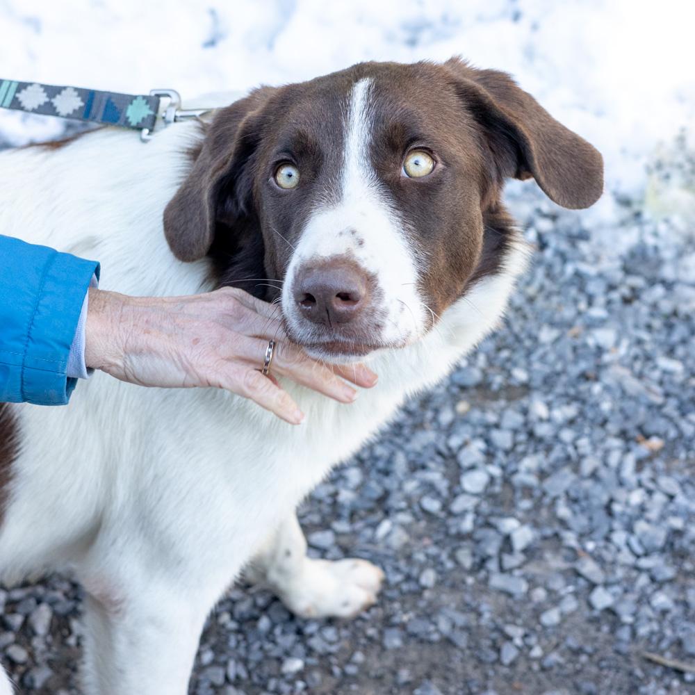 Enlarge Elsa (Female) , a Adoptable mixed breed in West Grove, PA image 3/5