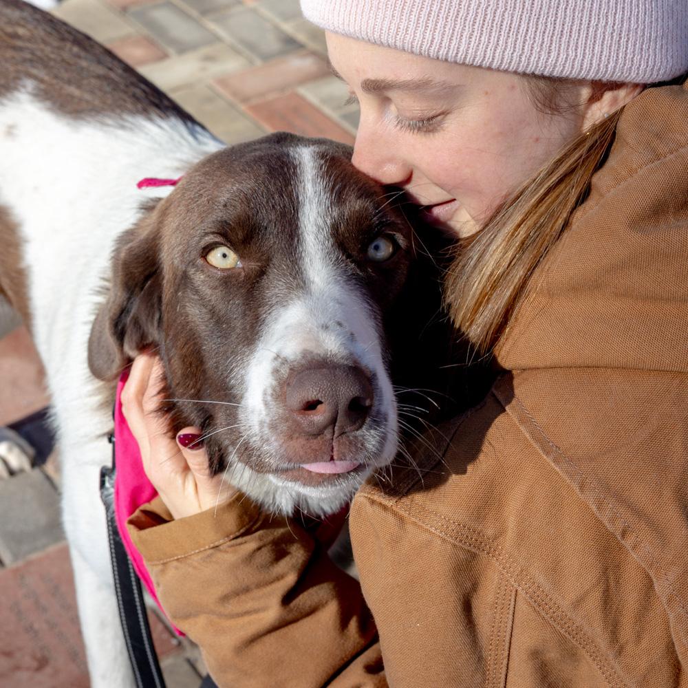Enlarge Elsa (Female) , a Adoptable mixed breed in West Grove, PA image 2/6