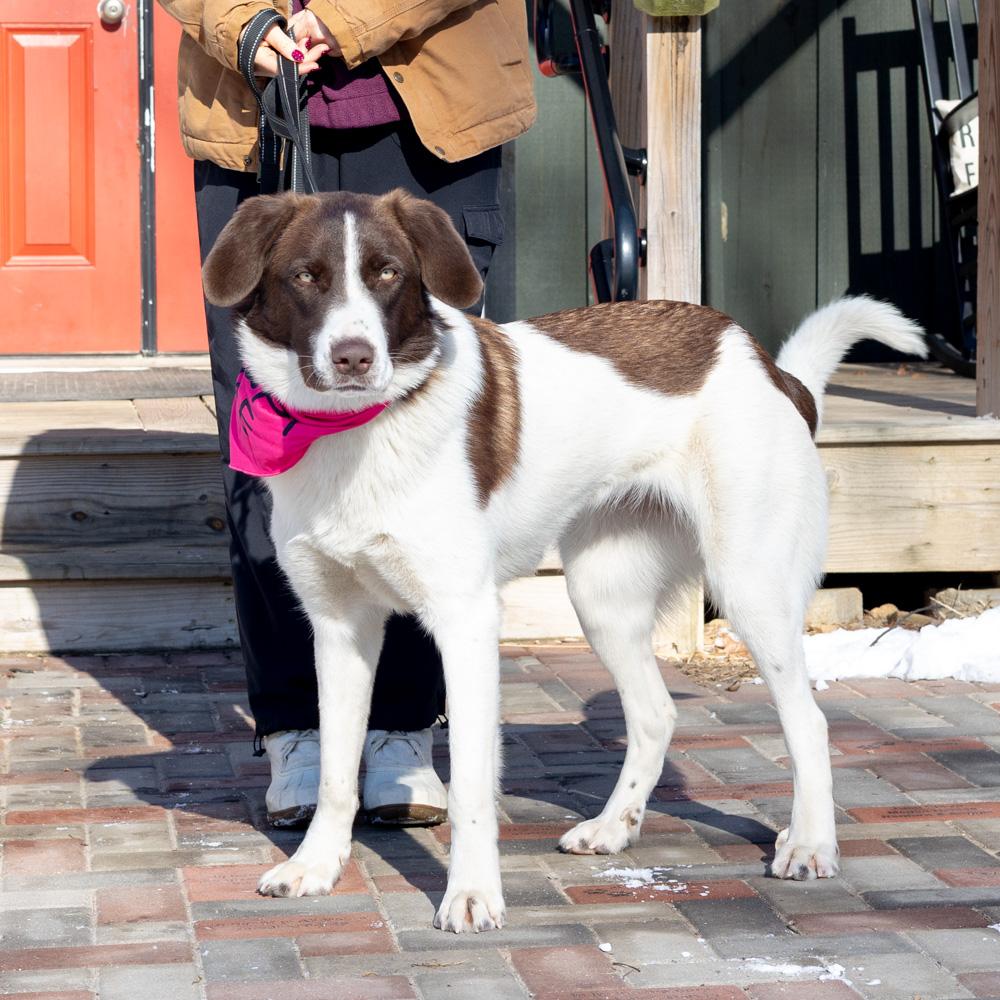Elsa (Female) , Adoptable, Young Female Great Pyrenees & Spaniel.