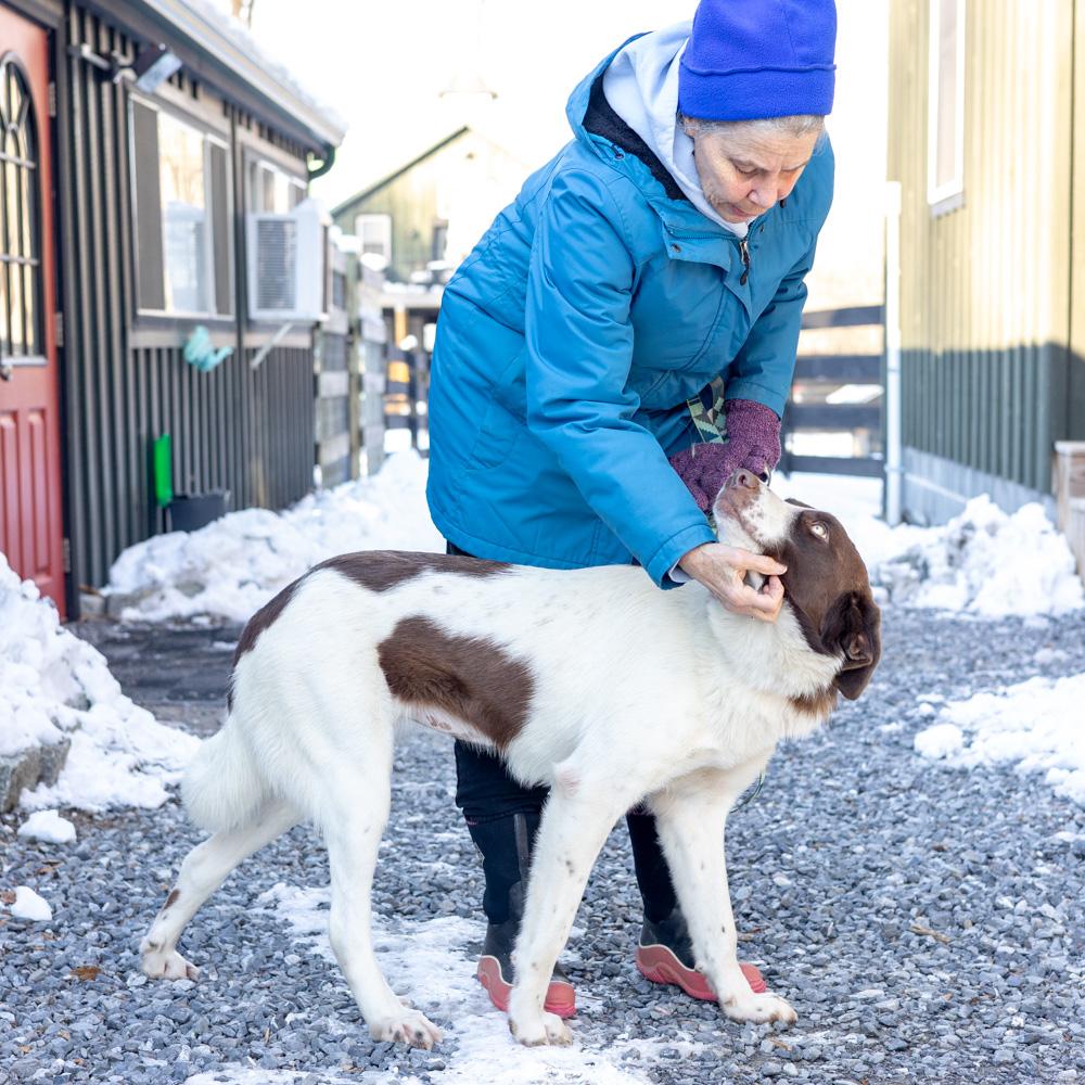 Enlarge Elsa (Female) , a Adoptable mixed breed in West Grove, PA image 2/5