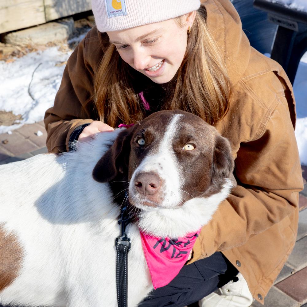Enlarge Elsa (Female) , a Adoptable mixed breed in West Grove, PA image 4/6