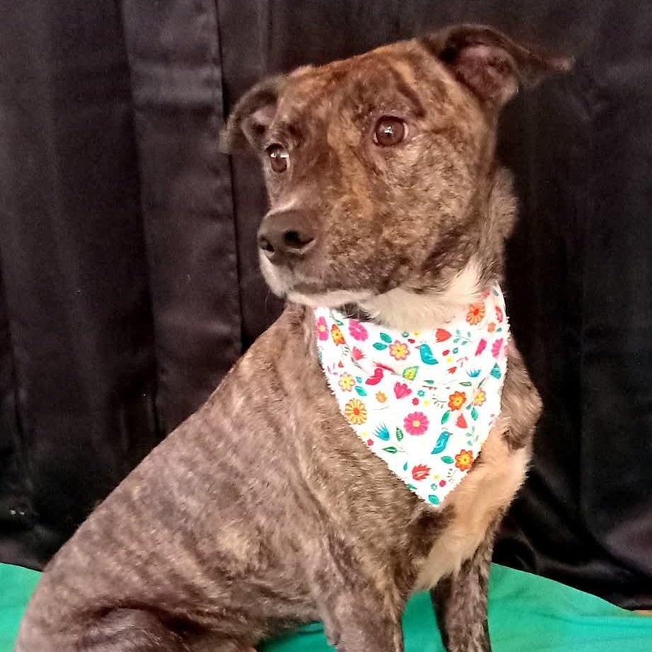 Enlarge Mia, a Adoptable mixed breed in Annapolis, MD image 2/5