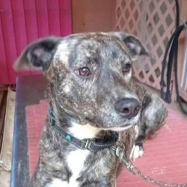 Mia, Adoptable, Young Female Labrador Retriever & Plott Hound.