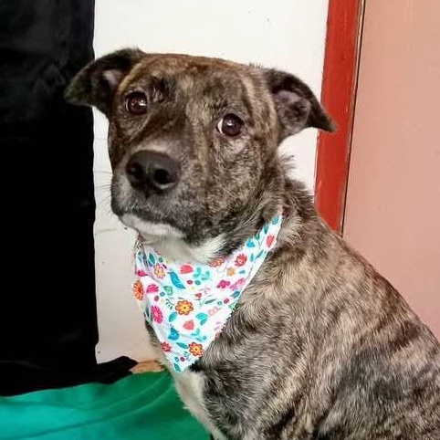 Enlarge Mia, a Adoptable mixed breed in Annapolis, MD image 4/6