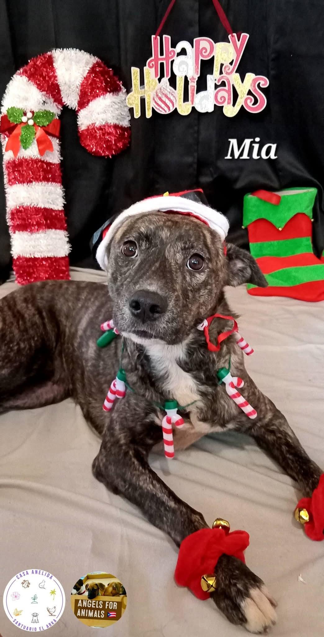 Enlarge Mia, a Adoptable mixed breed in Annapolis, MD image 5/5