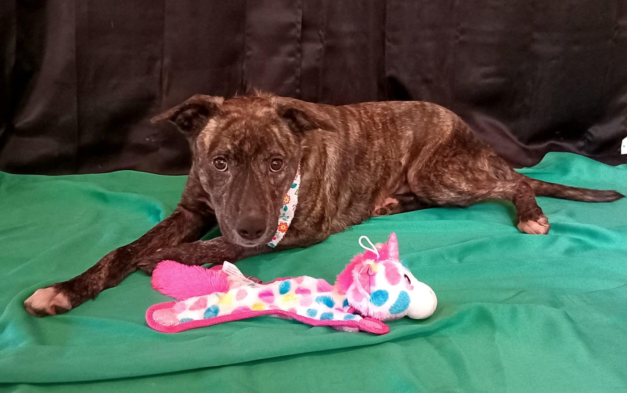 Enlarge Mia, a Adoptable mixed breed in Annapolis, MD image 3/5