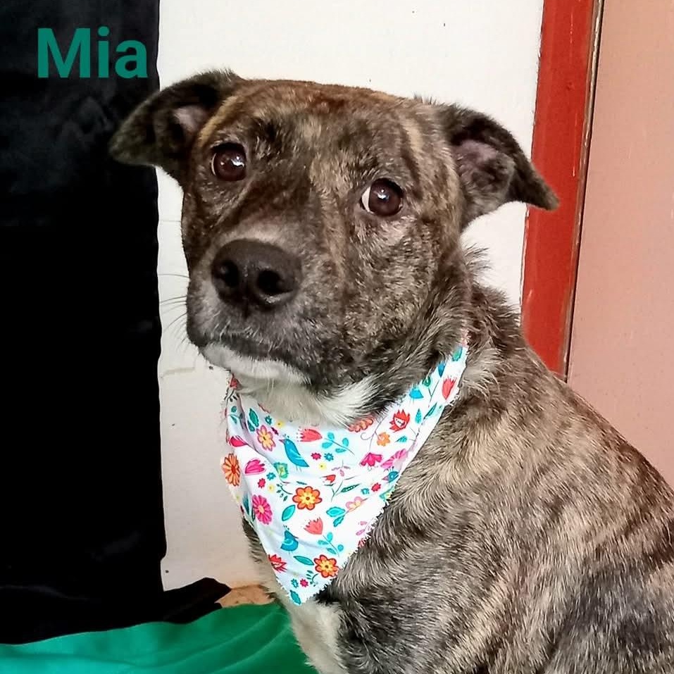 Enlarge Mia, a Adoptable mixed breed in Annapolis, MD image 1/5