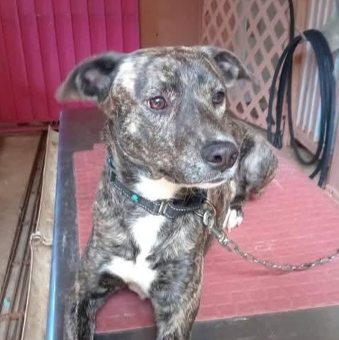 Enlarge Mia, a Adoptable mixed breed in Annapolis, MD image 2/6
