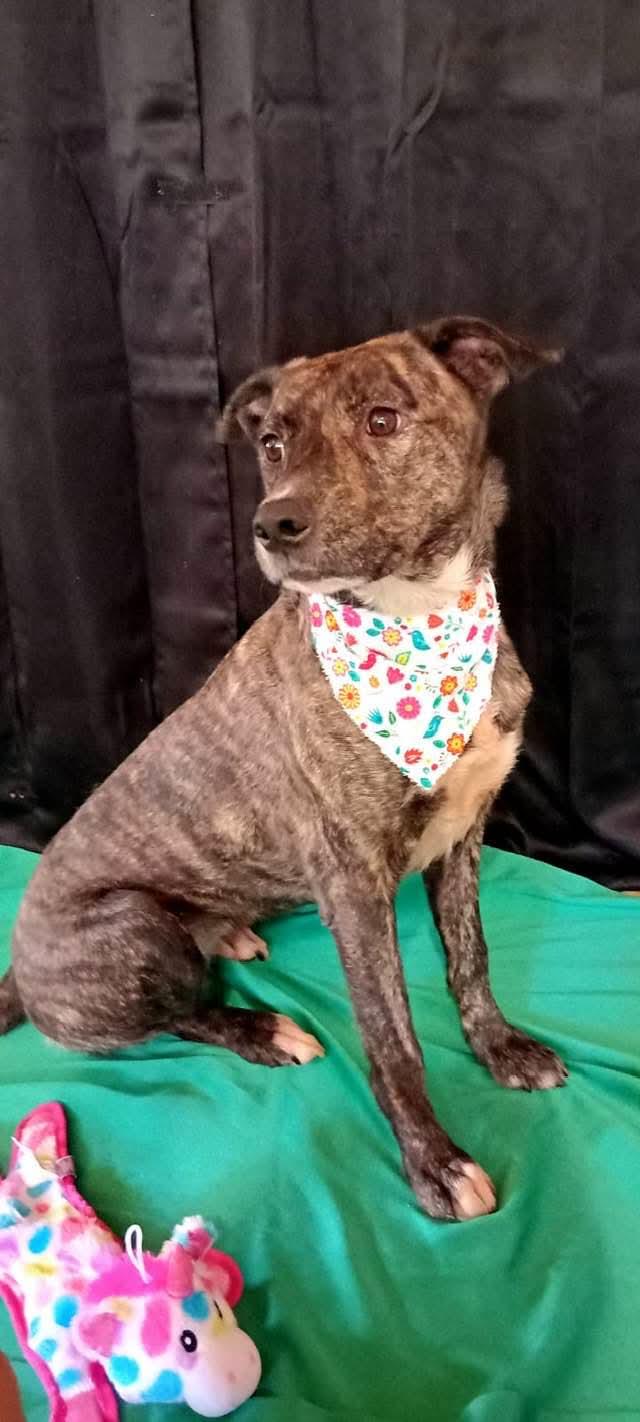 Enlarge Mia, a Adoptable mixed breed in Annapolis, MD image 5/6