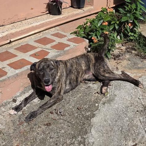 Enlarge Mia, a Adoptable mixed breed in Annapolis, MD image 4/5