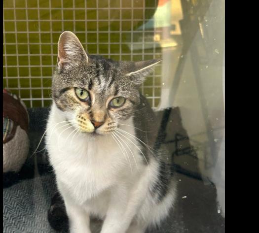 Enlarge Mackenzie, a ADOPTABLE Domestic Short Hair in Staten Island, NY image 1/5