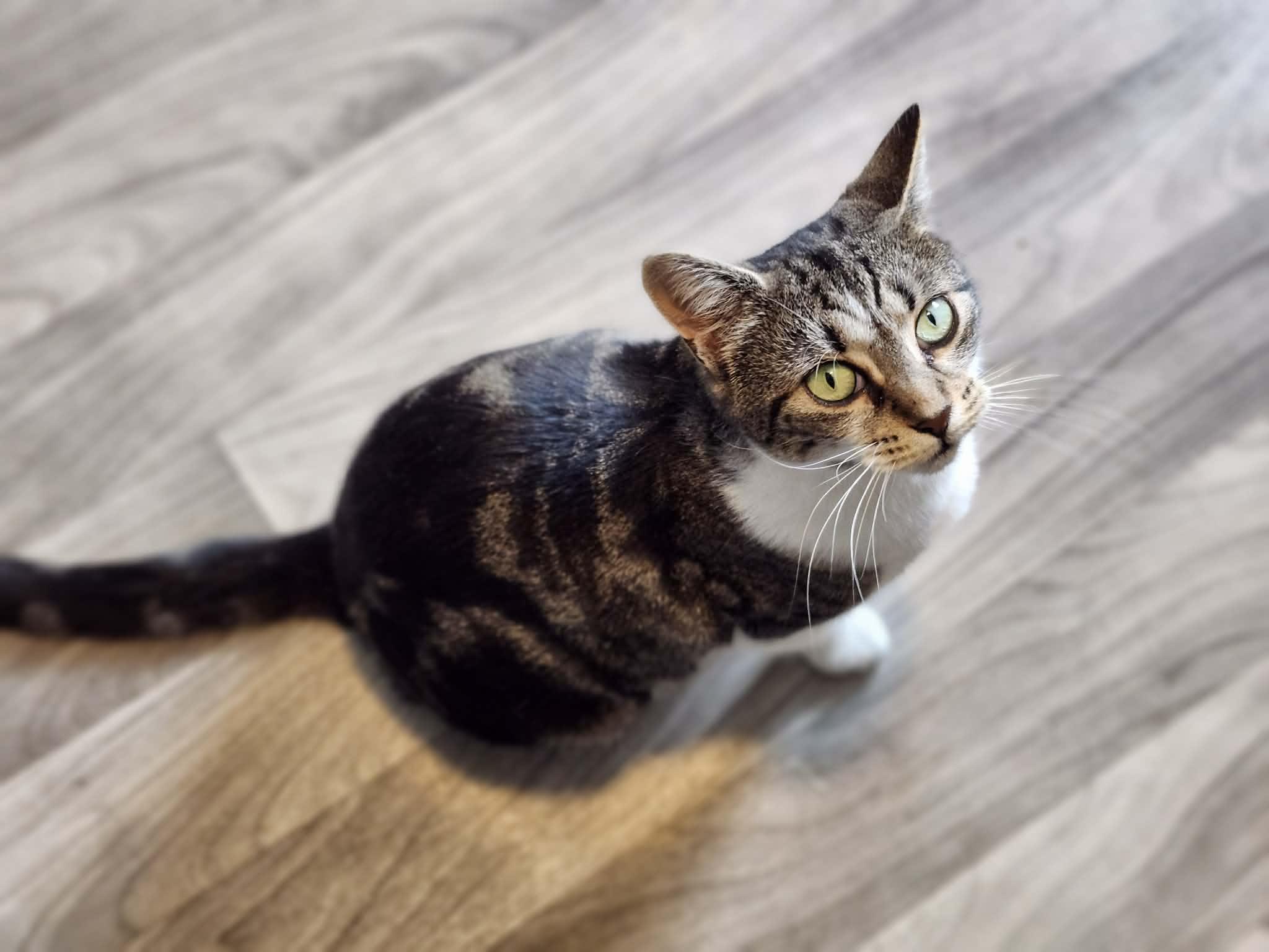 Enlarge Mackenzie, a ADOPTABLE Domestic Short Hair in Staten Island, NY image 2/5