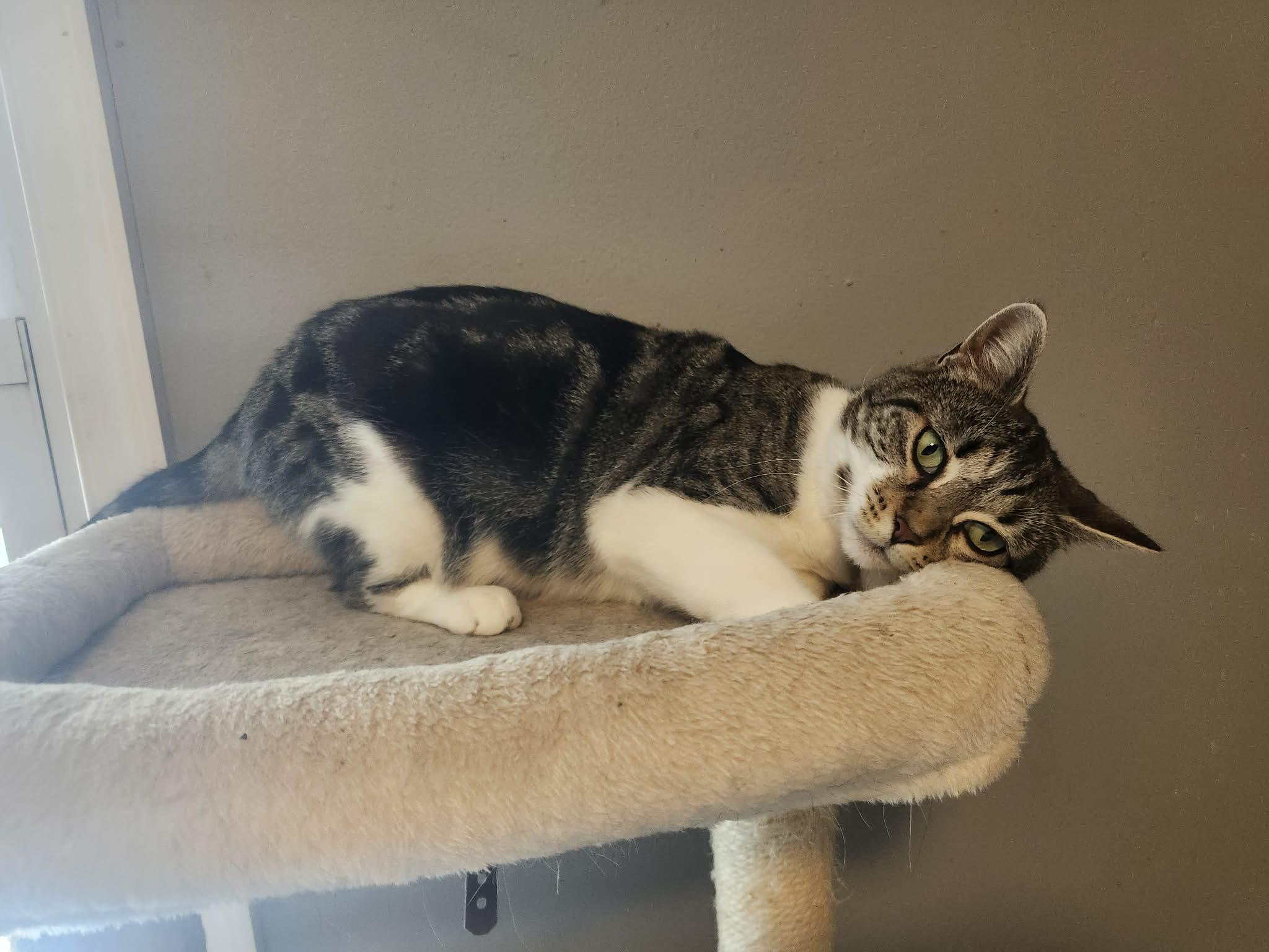 Enlarge Mackenzie, a ADOPTABLE Domestic Short Hair in Staten Island, NY image 5/5