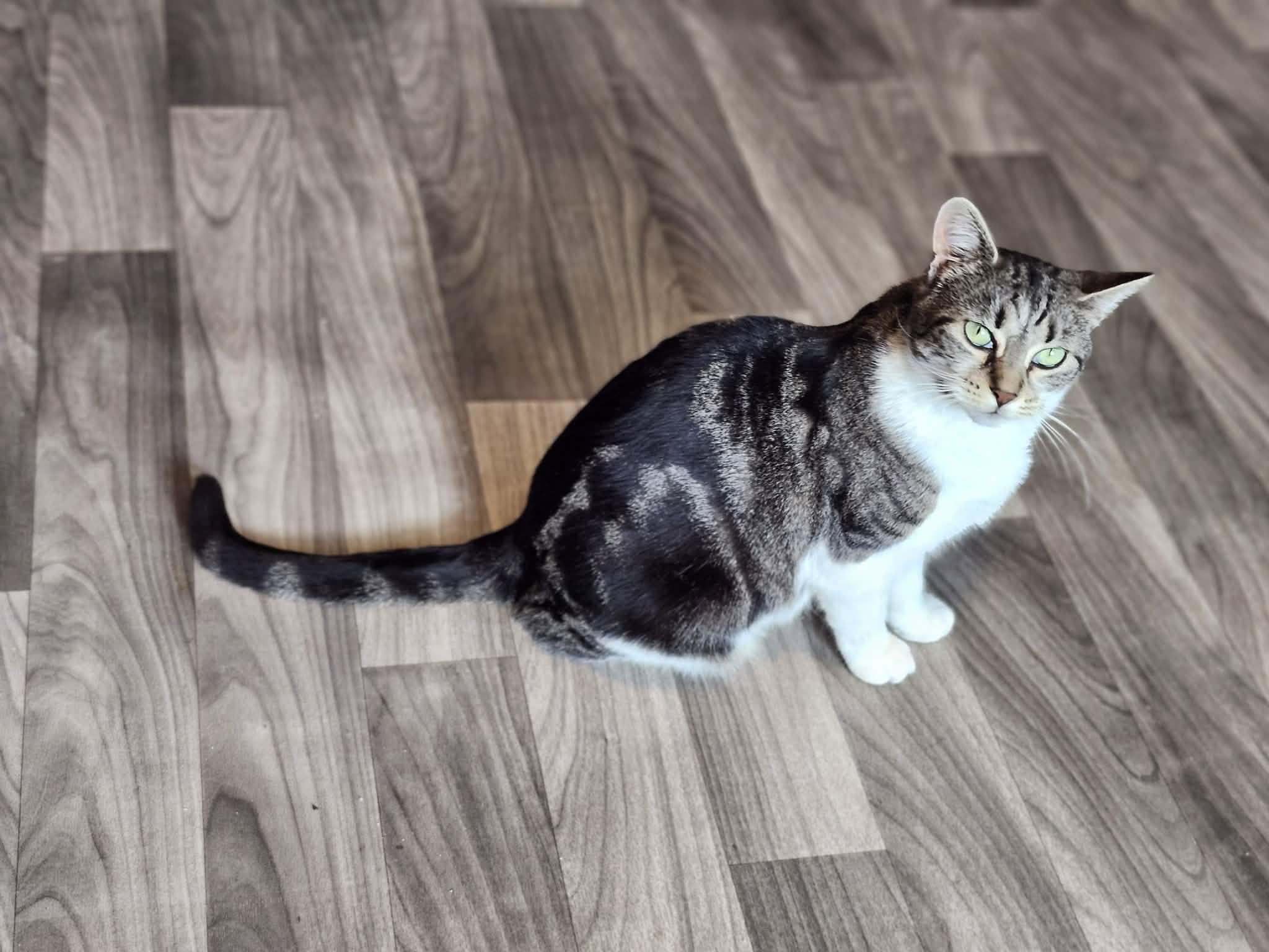 Enlarge Mackenzie, a ADOPTABLE Domestic Short Hair in Staten Island, NY image 4/5