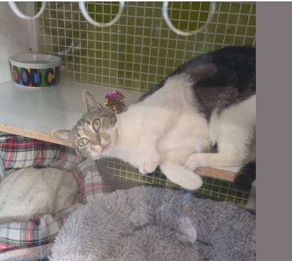 Enlarge Mackenzie, a ADOPTABLE Domestic Short Hair in Staten Island, NY image 3/5