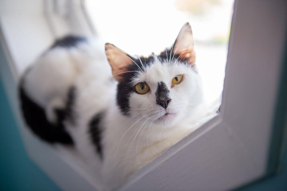 Frenchie, Adoptable, Adult Female Domestic Short Hair.