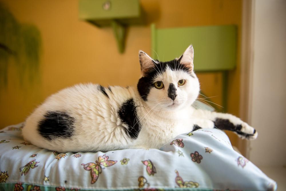 Enlarge Frenchie, a Adoptable mixed breed in Norristown, PA image 2/2