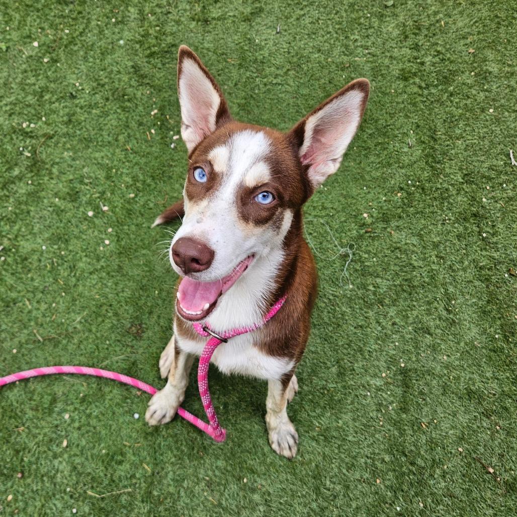 Mahogany JuM, Young Female Husky