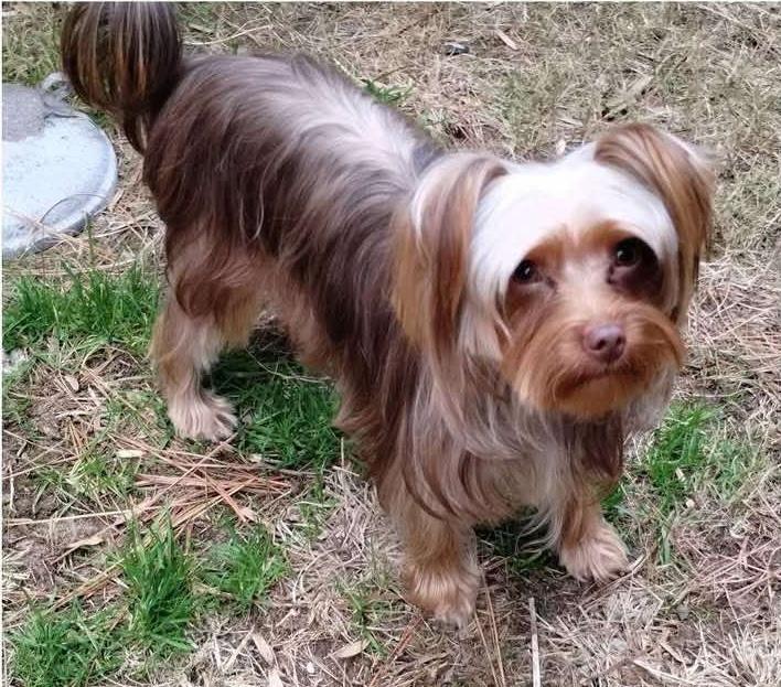 Enlarge Coco Puff, an adoptable mixed breed in Cumming, GA image 1/1