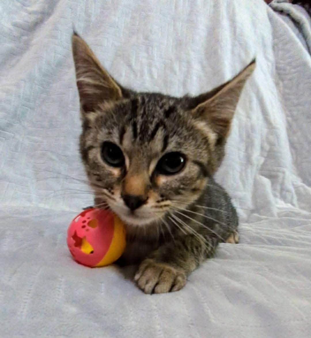 Betsy, Baby Female Domestic Short Hair
