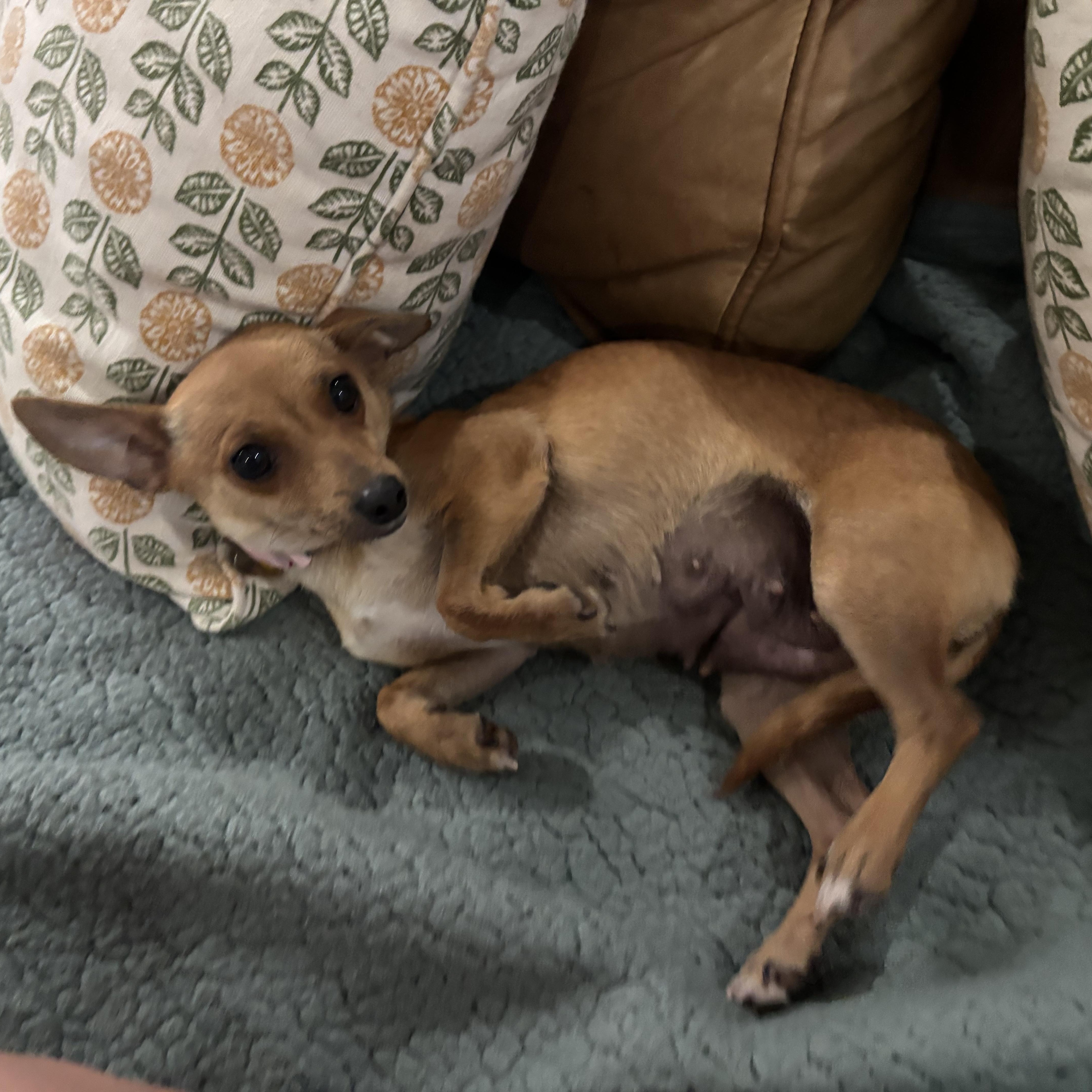 Enlarge Pippi, a ADOPTABLE mixed breed in New Orleans, LA image 4/6