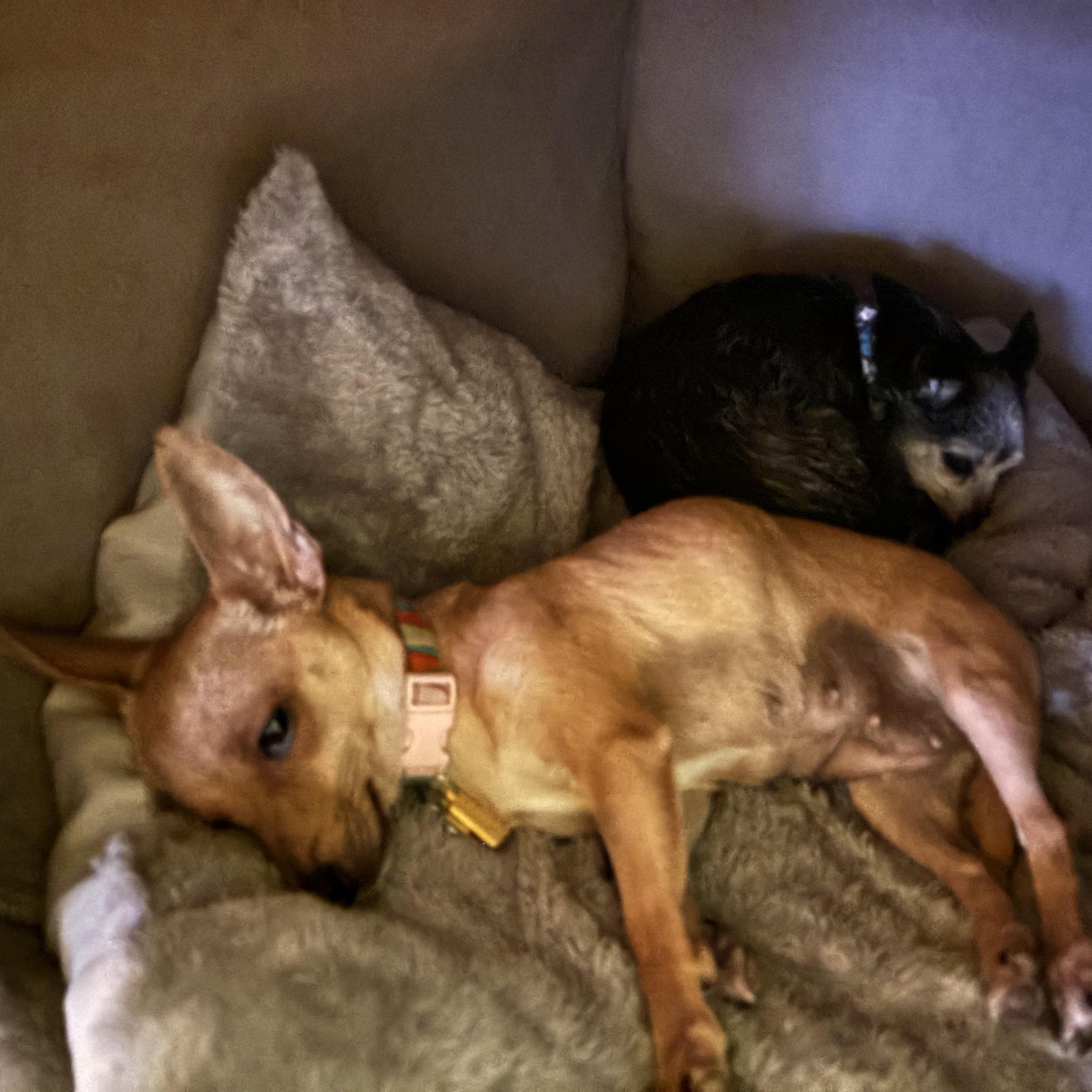 Enlarge Pippi, a ADOPTABLE mixed breed in New Orleans, LA image 5/6
