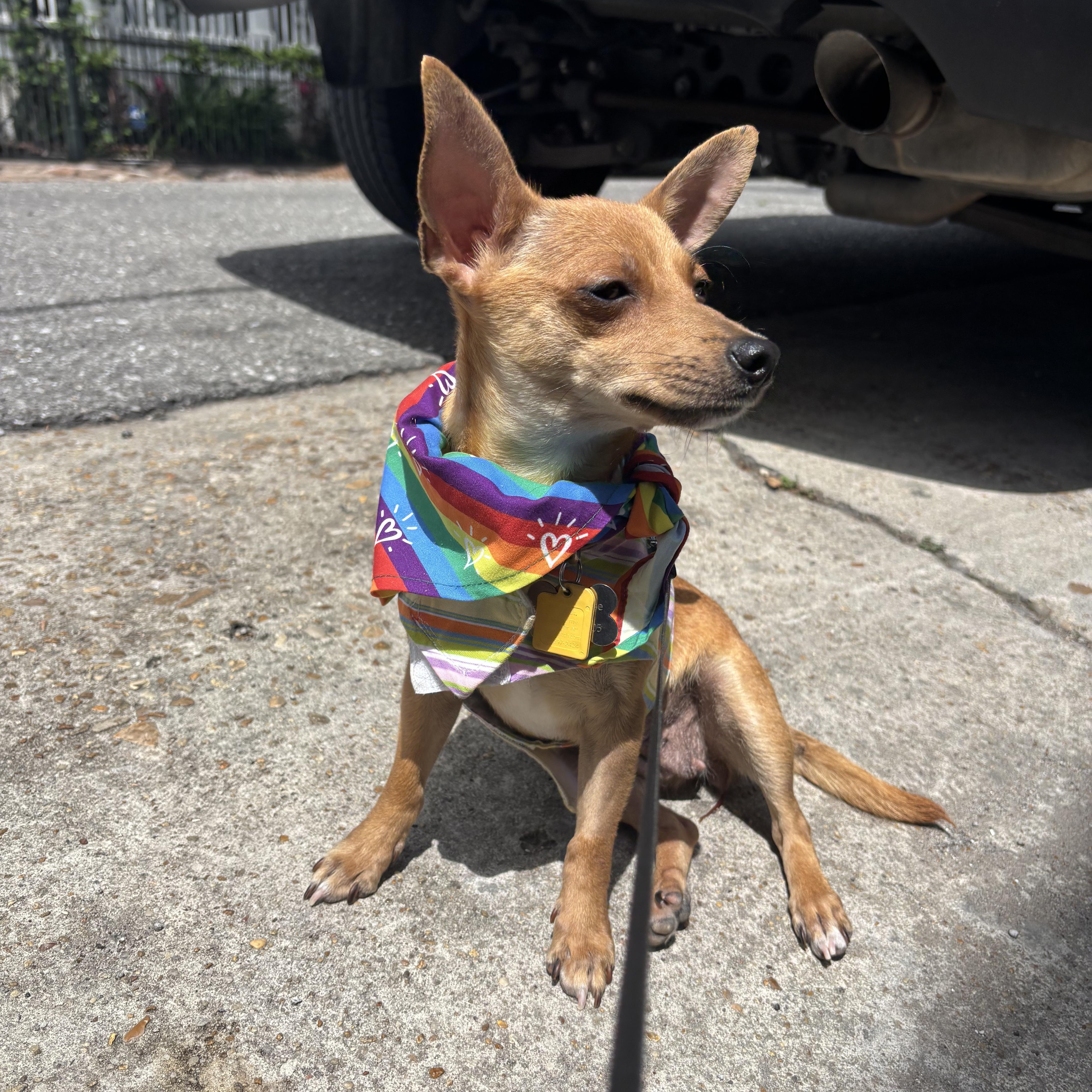 Enlarge Pippi, a ADOPTABLE mixed breed in New Orleans, LA image 1/6