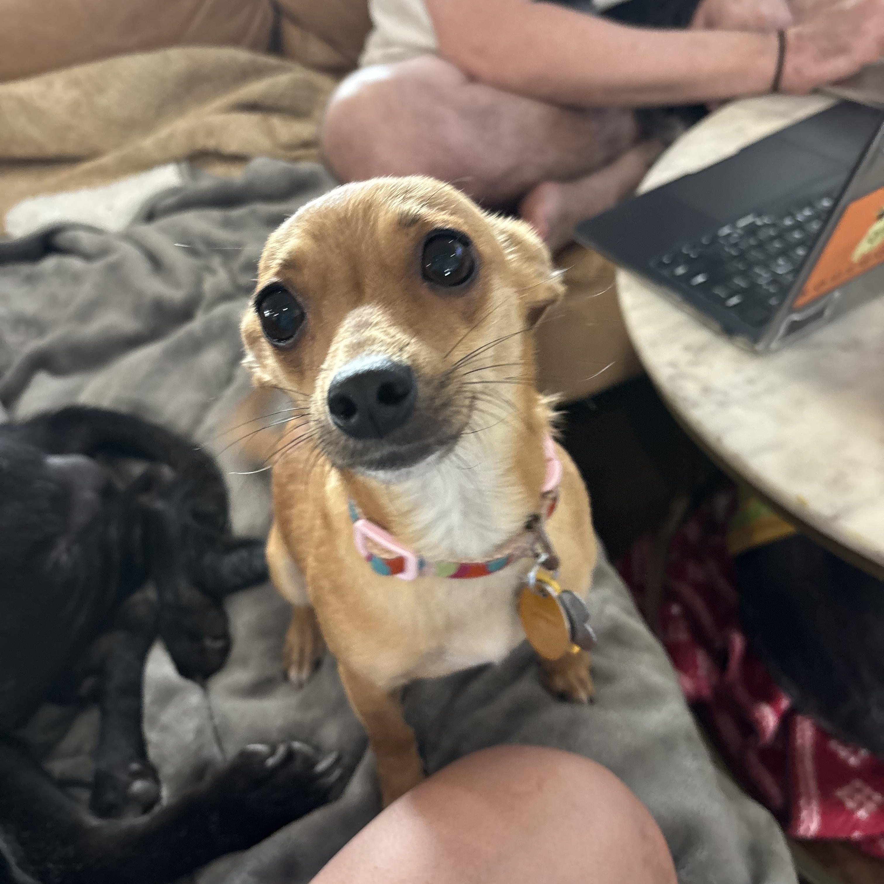 Enlarge Pippi, a ADOPTABLE mixed breed in New Orleans, LA image 3/6