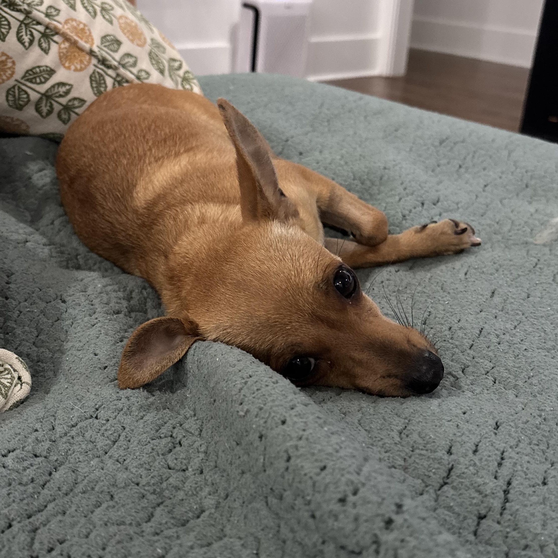 Enlarge Pippi, a ADOPTABLE mixed breed in New Orleans, LA image 2/6