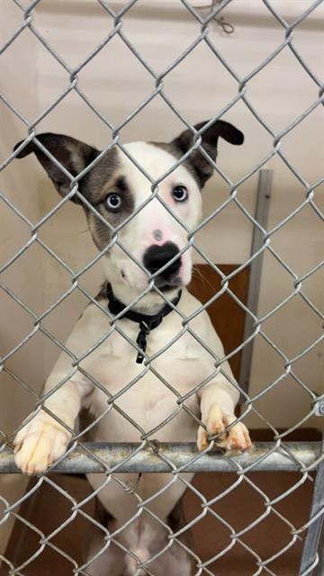 Enlarge COOPER, a Adoptable Pit Bull Terrier in Casper, WY image 1/1