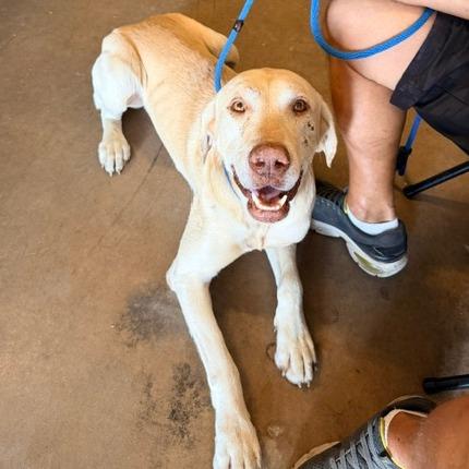 Enlarge Ferdinand, a Adoptable Yellow Labrador Retriever in Denison, TX image 1/5