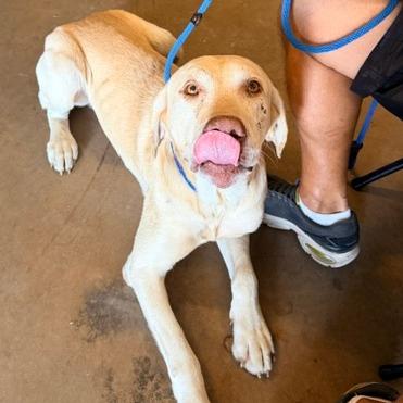 Enlarge Ferdinand, a Adoptable Yellow Labrador Retriever in Denison, TX image 2/5