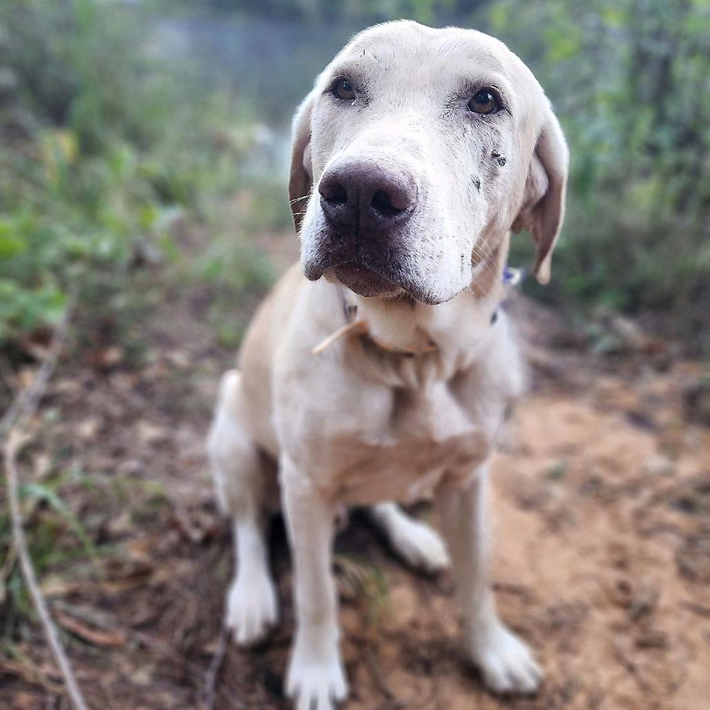 Enlarge Ferdinand, a Adoptable Yellow Labrador Retriever in Denison, TX image 3/5