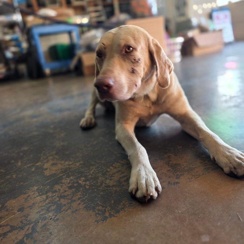 Enlarge Ferdinand, a Adoptable Yellow Labrador Retriever in Denison, TX image 4/5