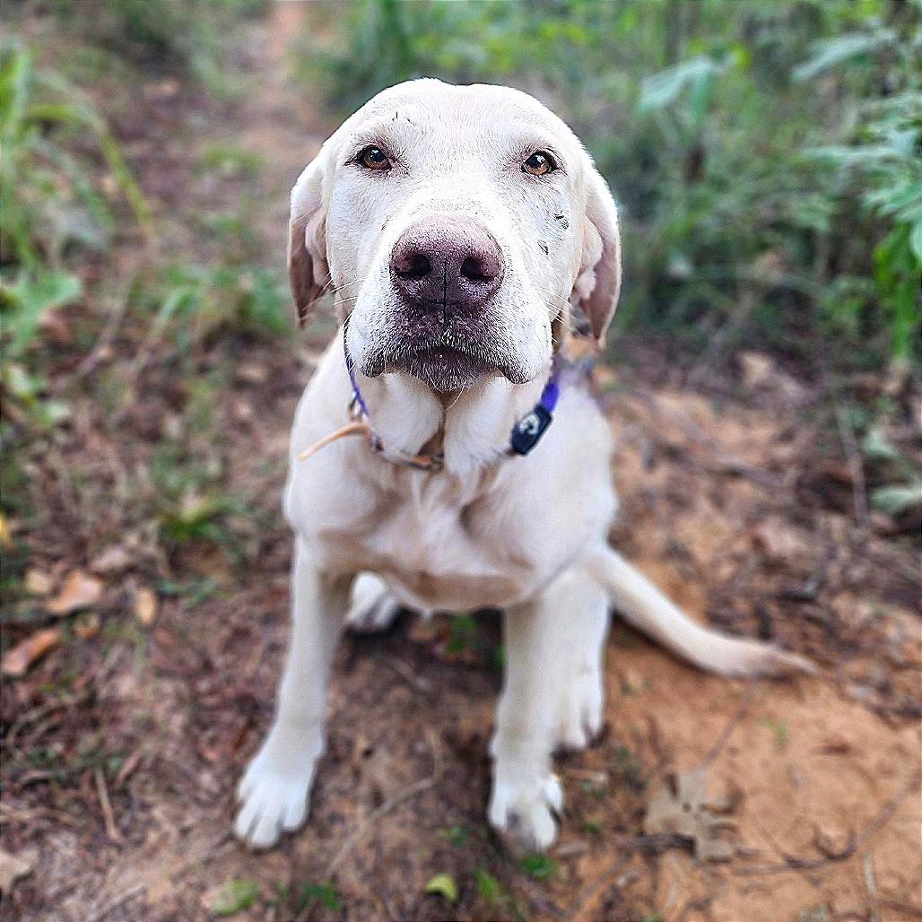 Enlarge Ferdinand, a Adoptable Yellow Labrador Retriever in Denison, TX image 5/5