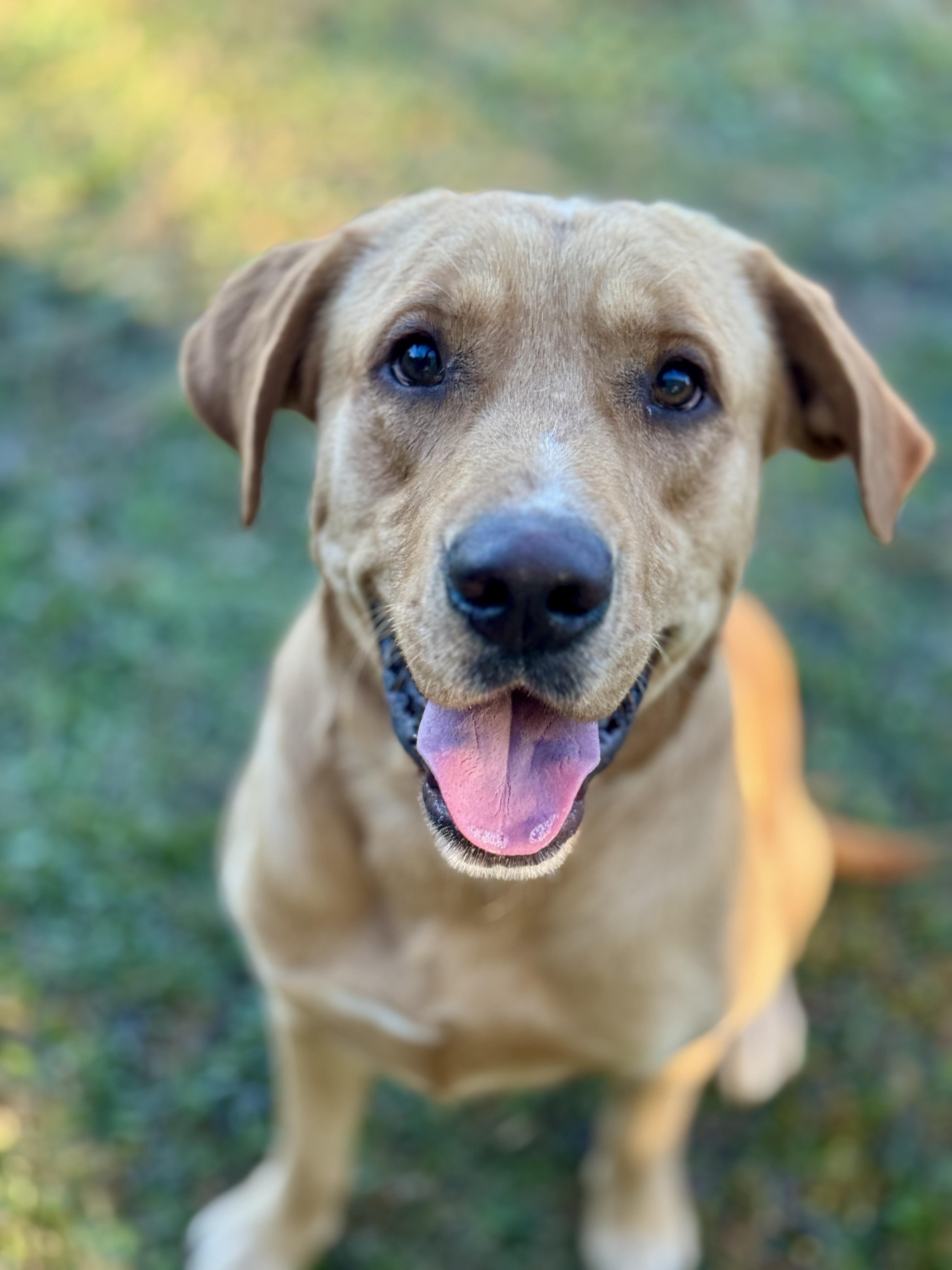 Enlarge Sonny, an adopted mixed breed in Rocky Hill, CT image 3/5