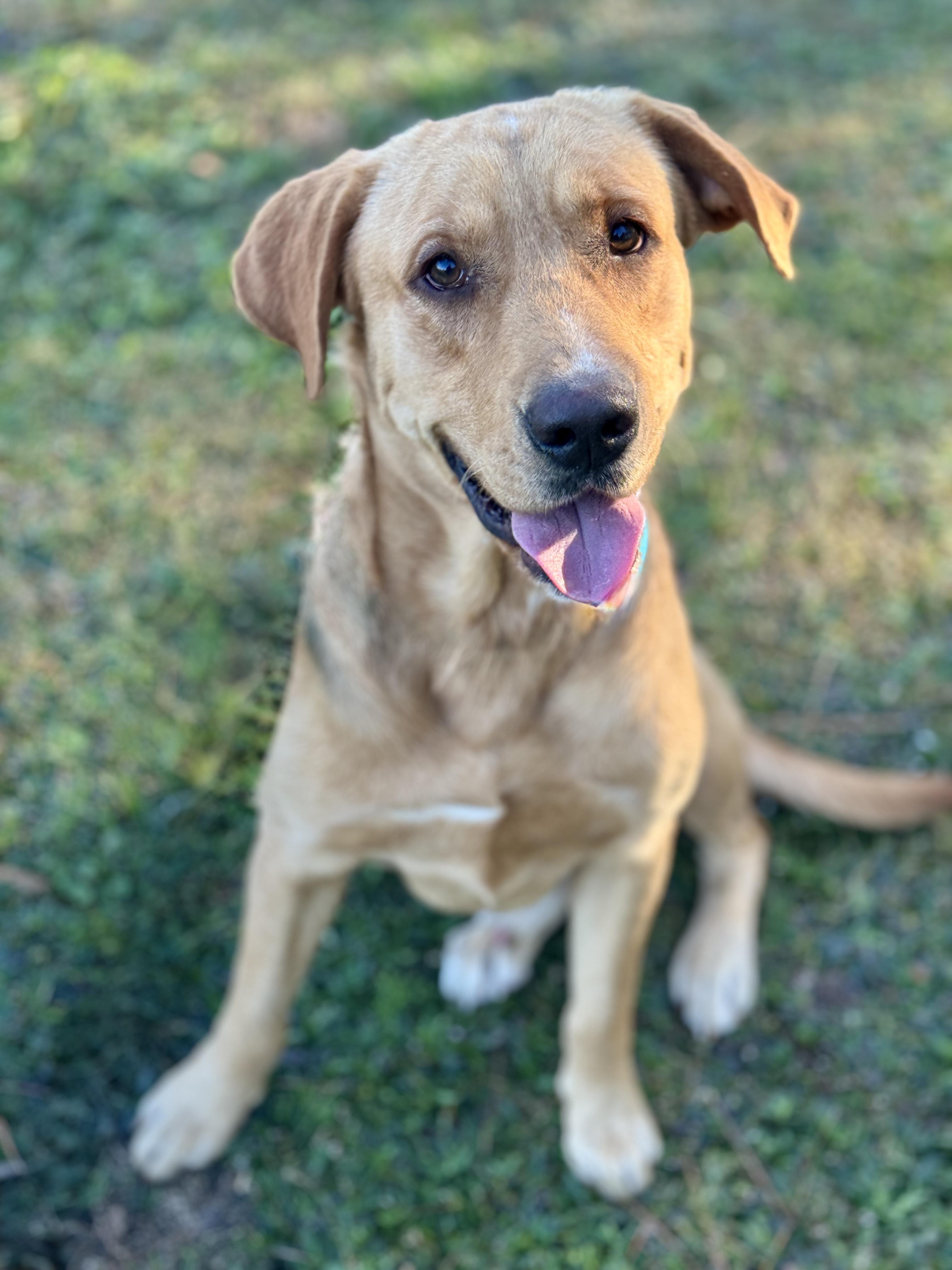 Enlarge Sonny, an adopted mixed breed in Rocky Hill, CT image 1/5
